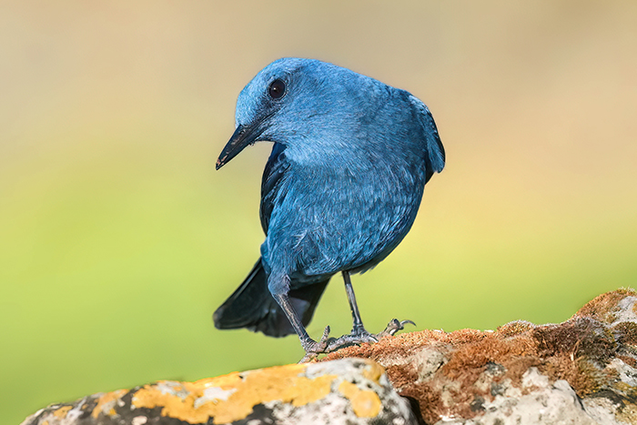 Blaumerle