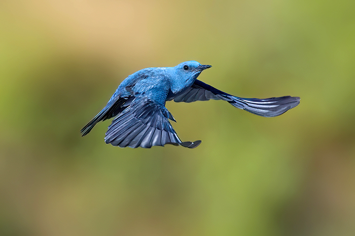 Blaumerle im Flug