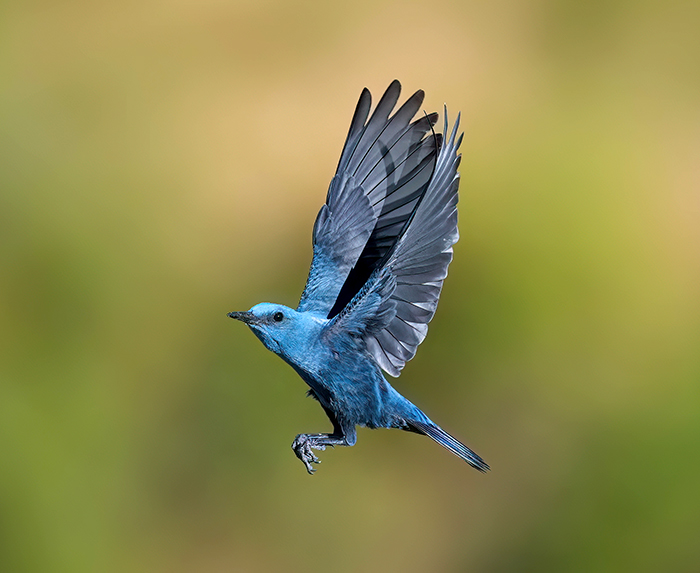 Blaumerle Männchen