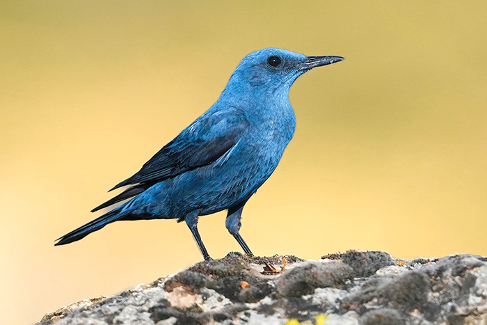 Blaumerle Männchen
