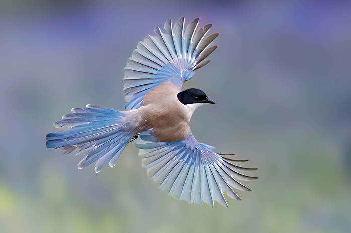 Blauelster