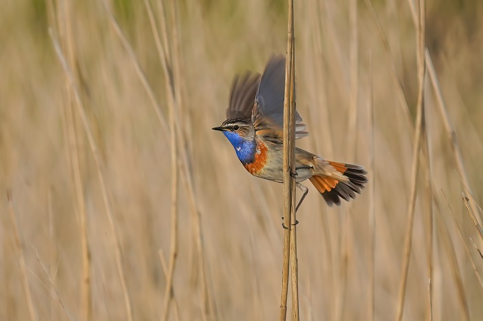 Blaukehlchen