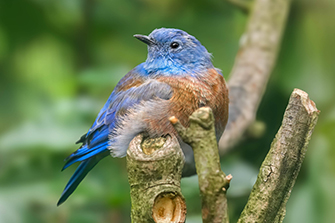 Blaukehl-Hüttensänger