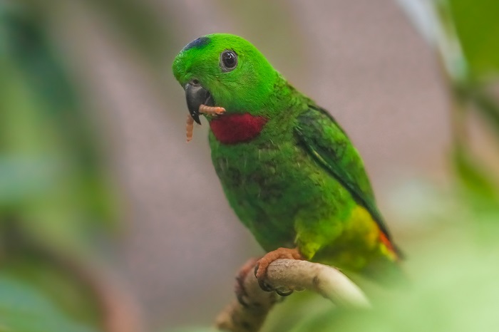 Blaukrönchen