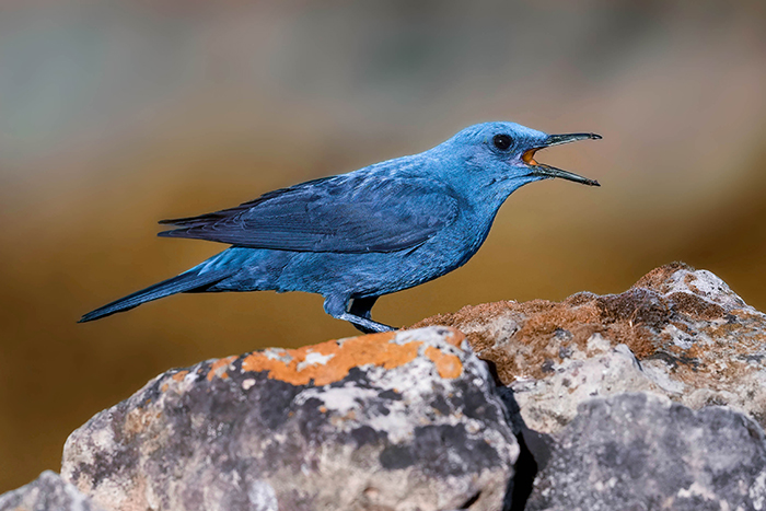 Blaumerle