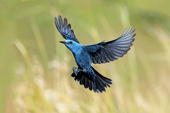 Blaumerle Männchen