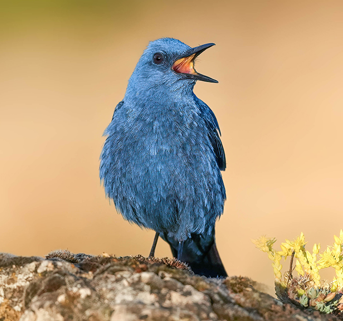Blaumerle