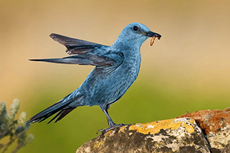 Blaumerle