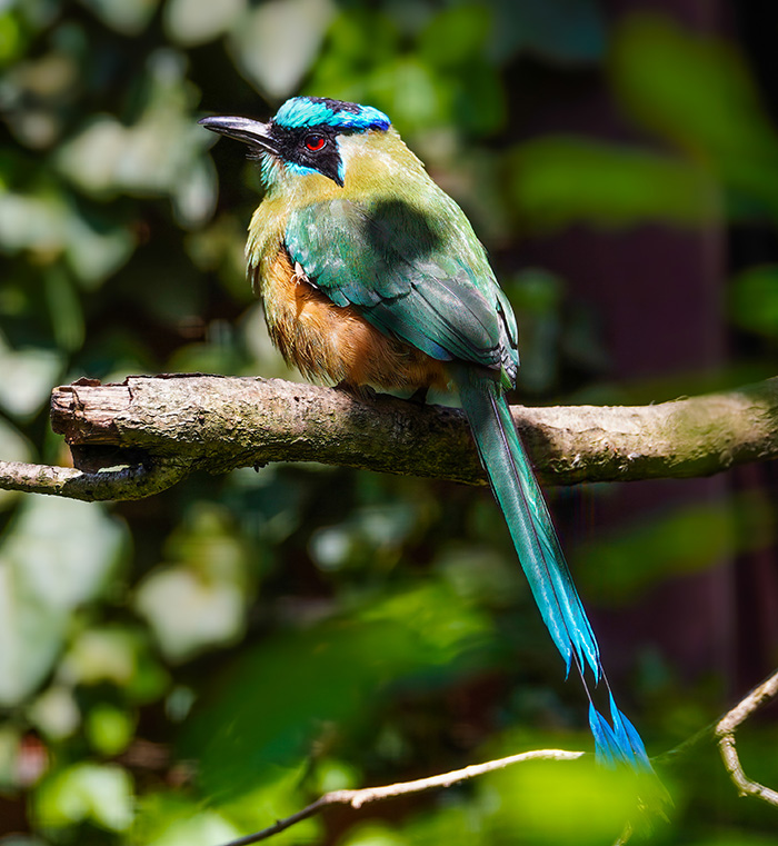 Blauscheitelmotmot