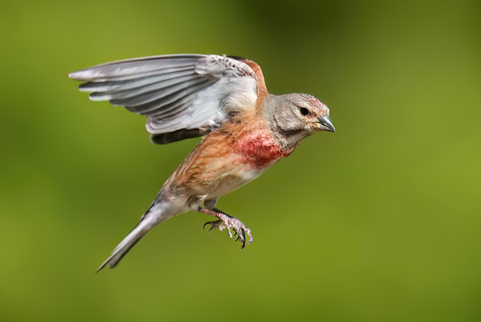fliegender Bluthänfling