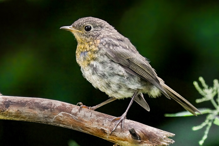 Vögel Botanischer Garten München