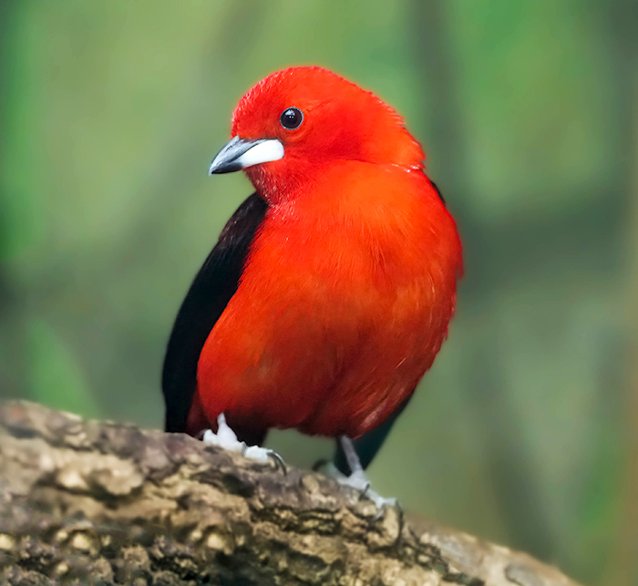 Brasiltangare Purpurtangare