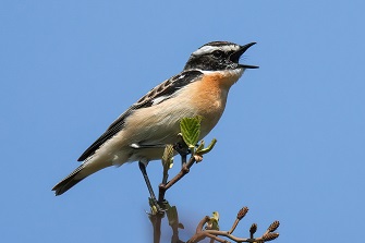 Braunkehlchen