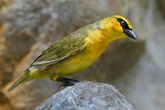 Brillenweber
