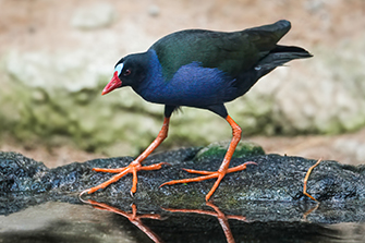 Bronzesultanshuhn