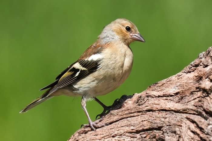 Buchfink Jungvogel
