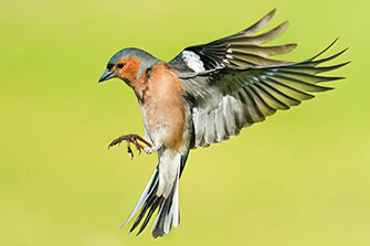 Buchfink