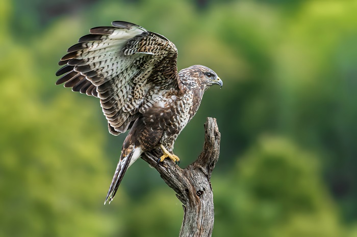 Greifvogel Ansitzhütte