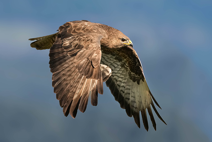 Mäusebussard Ansitz Ansitzfotografie Greifvogel