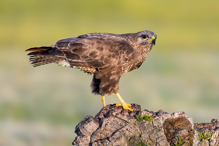 Mäusebussard fotoansitz