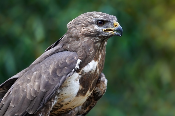 Bussard Fotoansitz