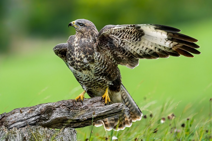 Bussard Fotoversteck