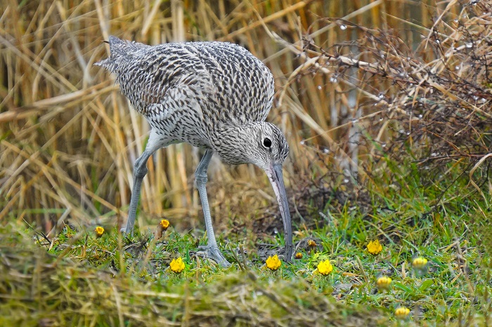 großer brachvogel