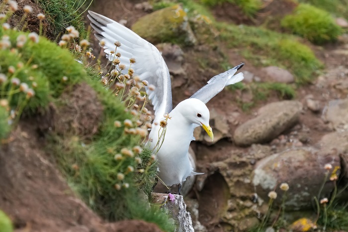 Dreizehenmöwe Isle of May