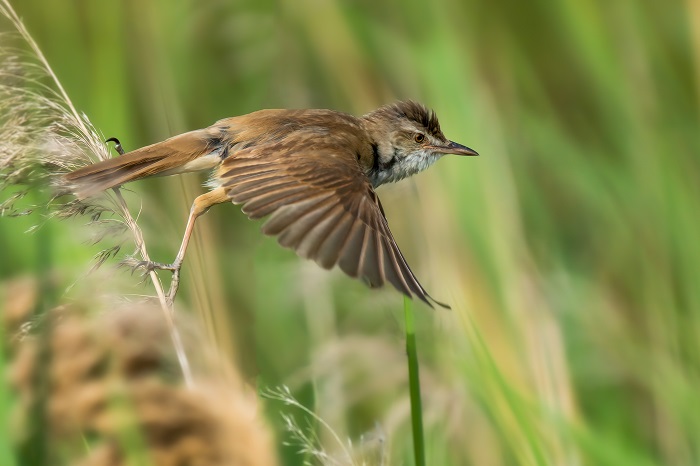 Drosselrohrsänger im Flug