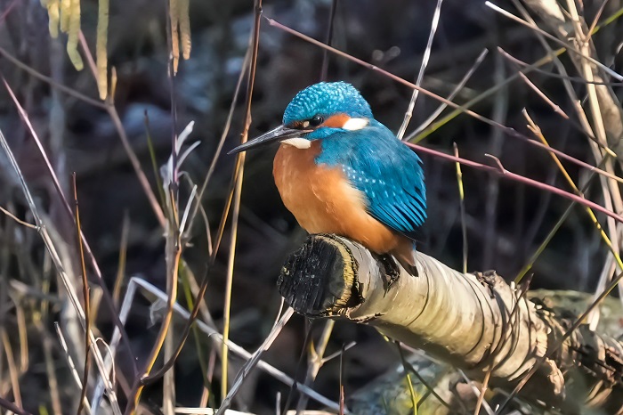 Echinger Stausee Eisvogel