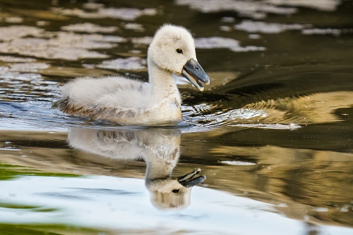 Vögel Echinger Stausee Vogelarten
