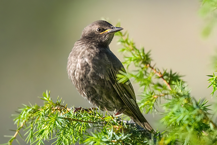 Einfarbstar Jungvogel