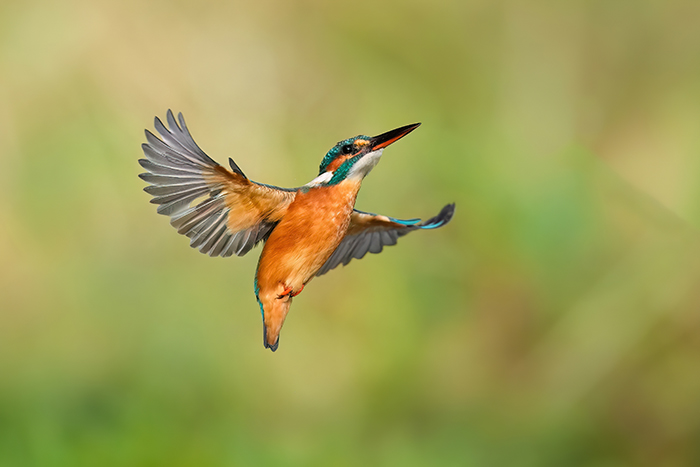 Eisvogel Fotoanasitz