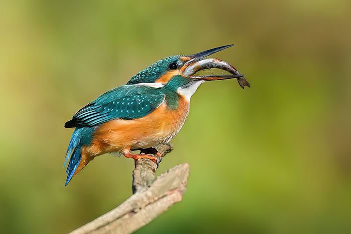Eisvogel Fotoansitz Eisvogel Fotoversteck