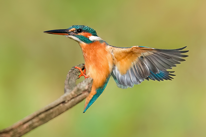 Eisvogel Fotoansitz mieten
