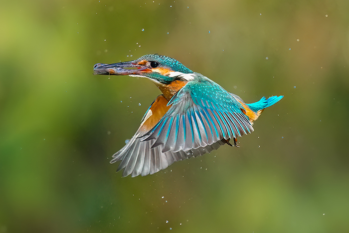 Eisvogel fotografieren Eisvogel Fotoansitz
