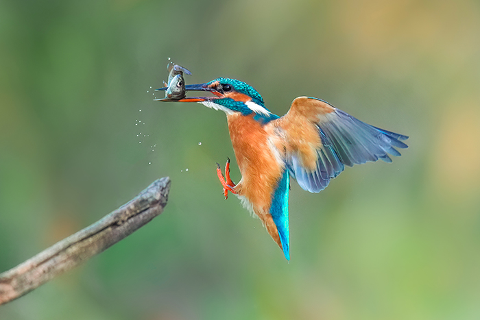 Eisvogel Fotoversteck