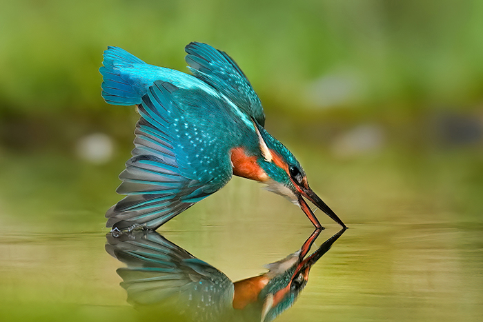 Eisvogel im Flug fliegender Eisvogel