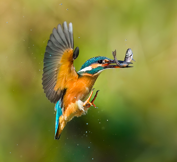 Eisvogel im Flug fotografieren