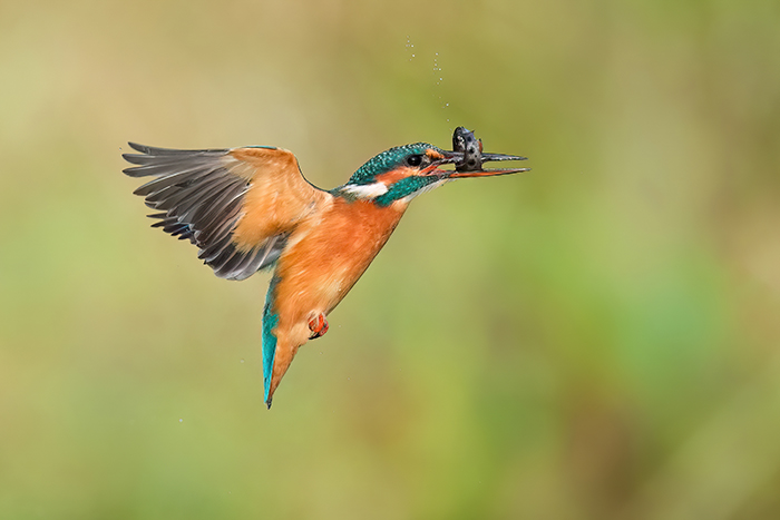 fliegender Eisvogel mit Fisch