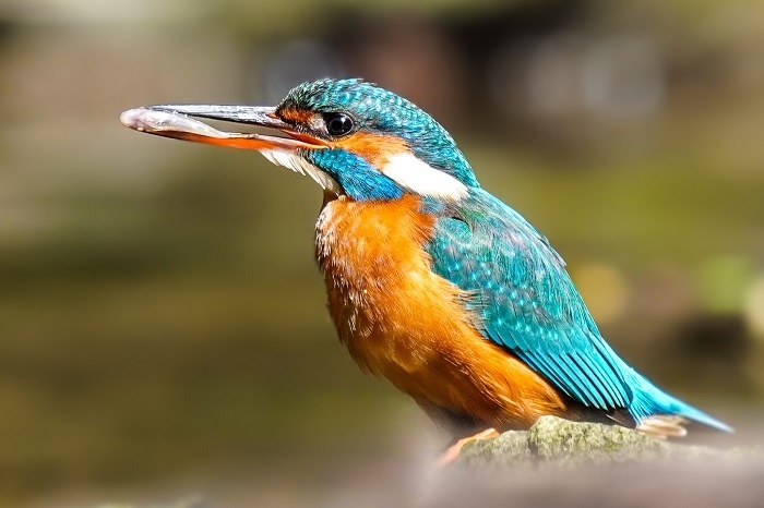 Eisvogel Ansitz