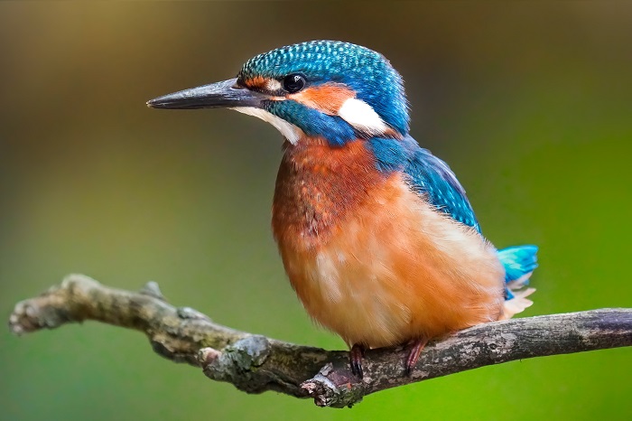 Eisvogel Fotoversteck