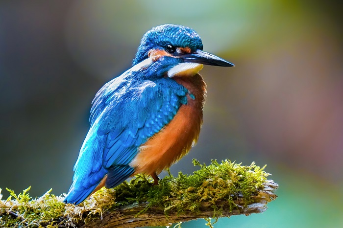 Eisvogel Ansitz