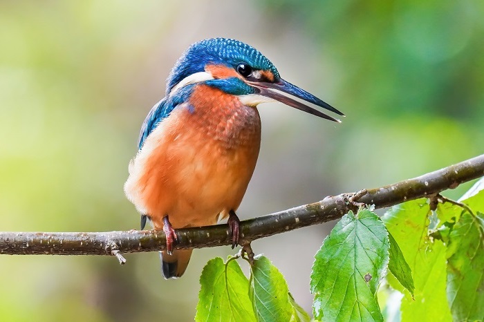 Eisvogel fotografieren