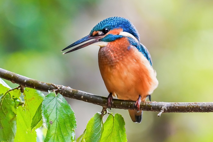 Eisvogel fotografieren