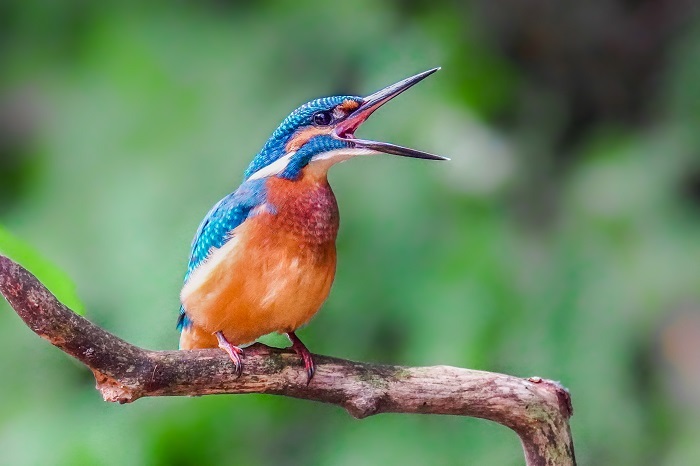 Eisvogel Fotoversteck