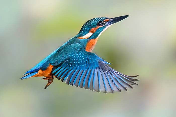 Eisvogel fotografieren