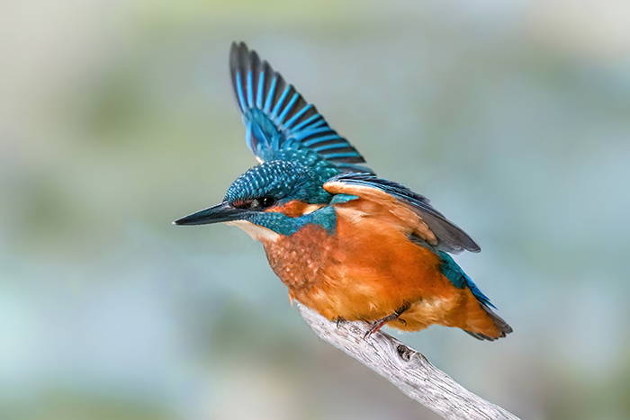Eisvogel Foto