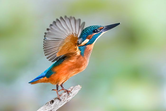 Eisvogel fotografieren