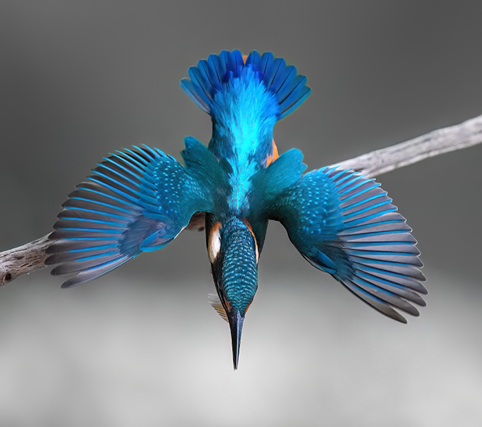Eisvogel Fotoversteck